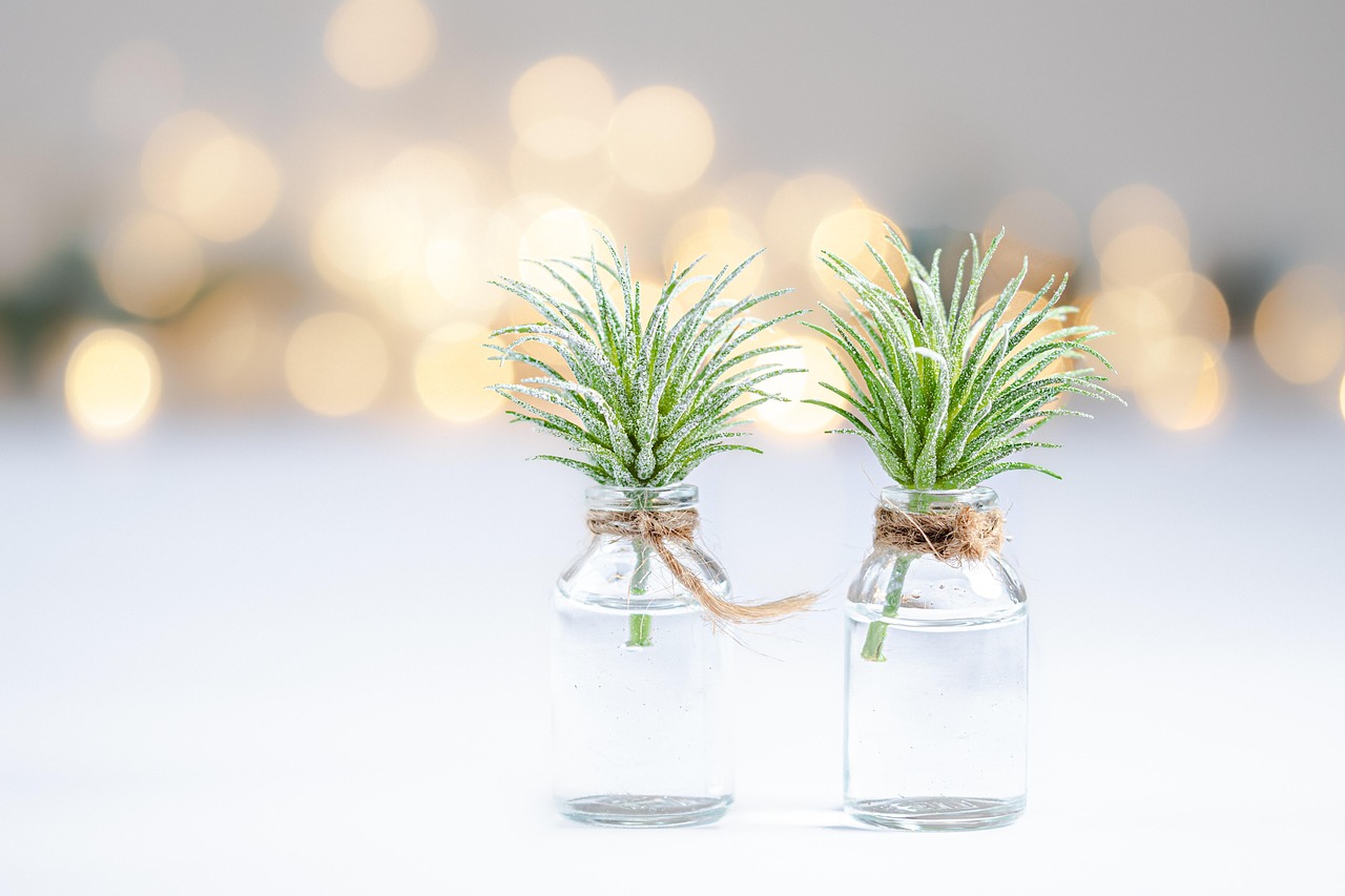 plants, hd wallpaper, wallpaper 4k, beautiful wallpaper, 4k wallpaper 1920x1080, laptop wallpaper, windows wallpaper, desktop backgrounds, free background, full hd wallpaper, wallpaper hd, free wallpaper, mac wallpaper, 4k wallpaper, bokeh, close up, cool backgrounds, nature, background, glass, vase, decoration, botany